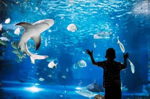 Aquarium Paradise